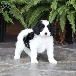 Demi (F1 B), Cavapoo Puppy